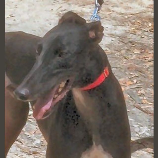 Photo of Marley Is Checking Out His New Home