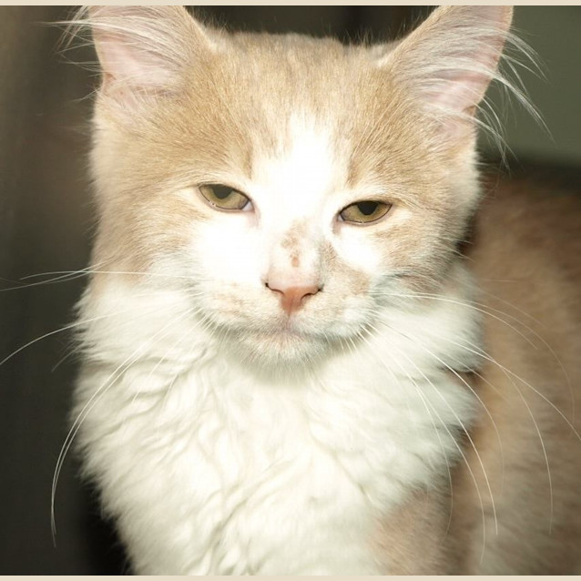 Photo of Lincoln Kitten