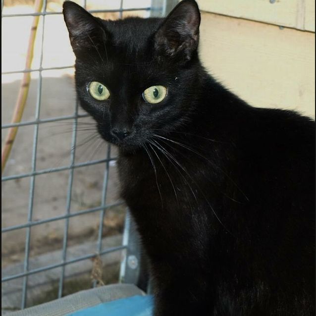 Photo of Alaska Adoption Fee $120