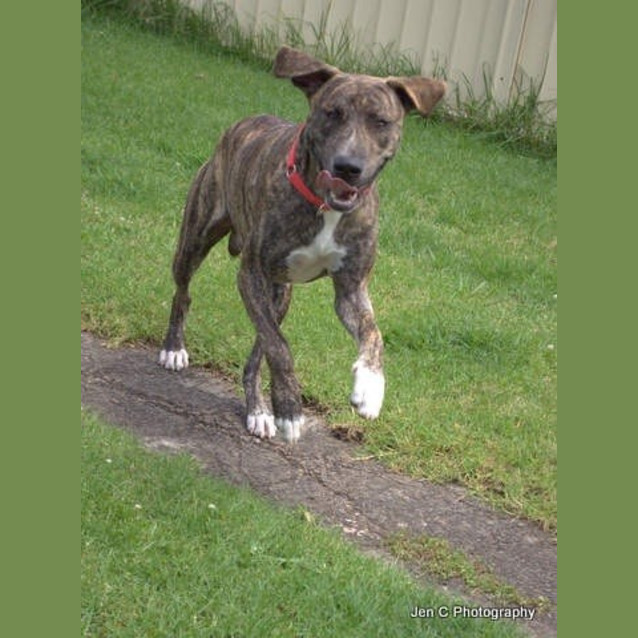 Photo of Bradford *** The Nicest Natured Pup ***