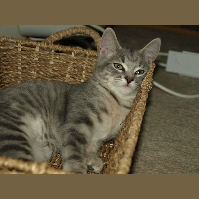 Photo of Chanel Kitten