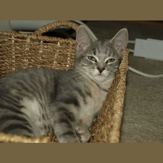 Photo of Chanel Kitten