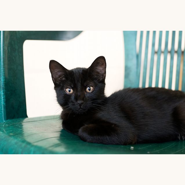 Photo of Socks