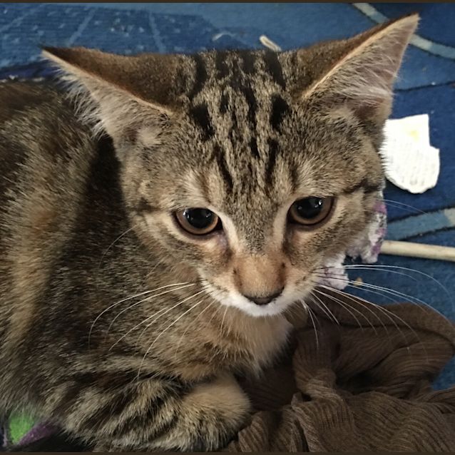 Photo of Patch