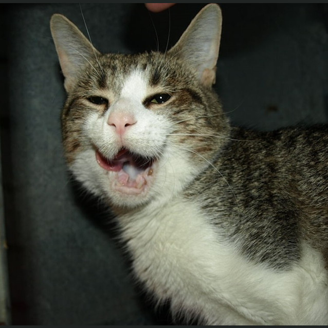 Photo of Bow Adoption Fee $120