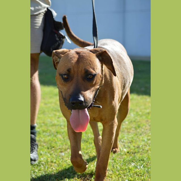 Photo of Pippi Dl1278