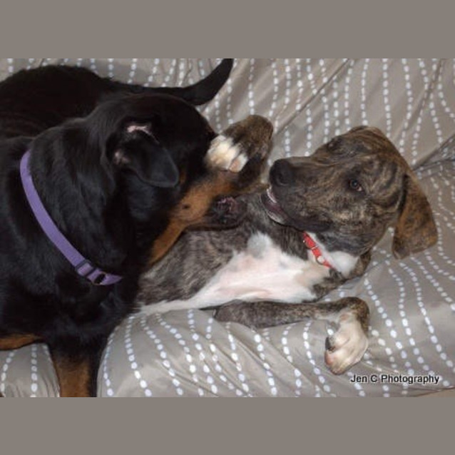 Photo of Bradford *** The Nicest Natured Pup ***
