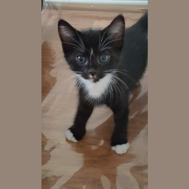 Photo of Kedi