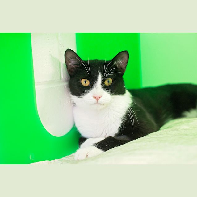 Photo of Maxo
