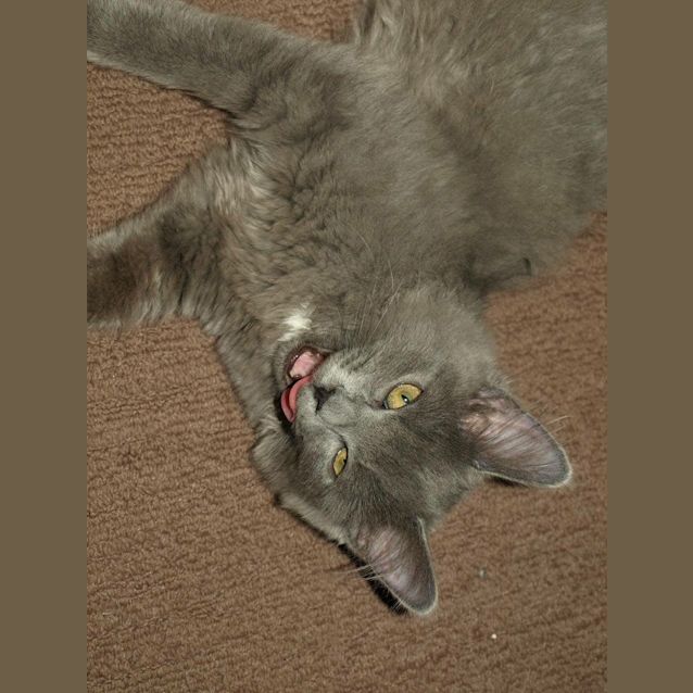 Photo of Stormy Kitten