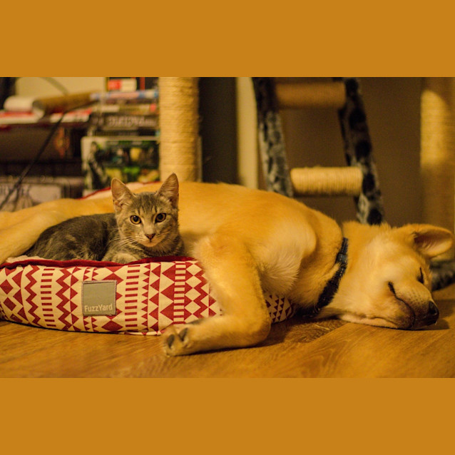 Photo of Jedi (Cat/Dog/Child Friendly)