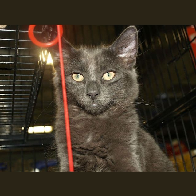 Photo of Kodiak Kitten