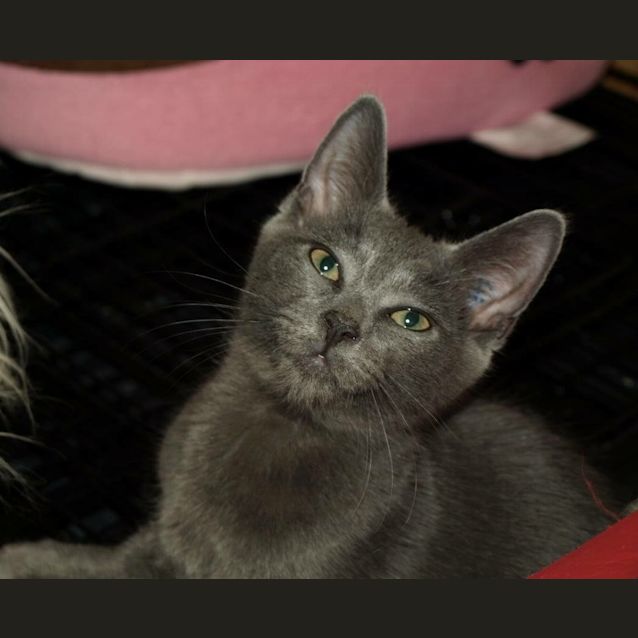 Photo of Gucci Kitten