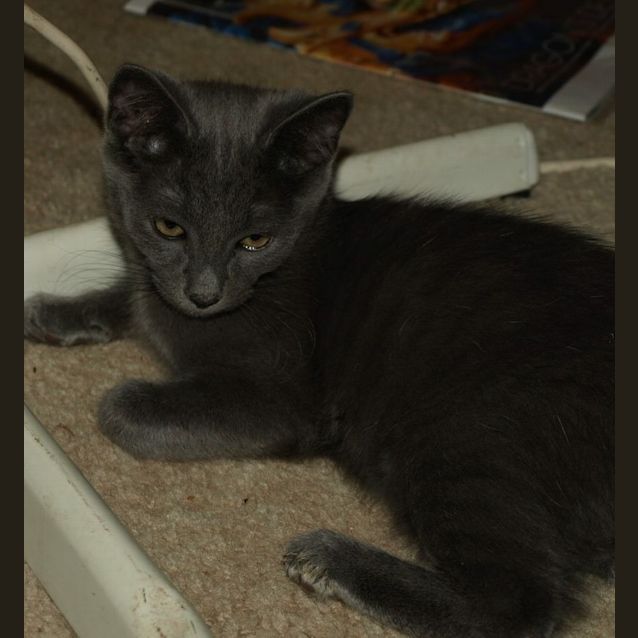 Photo of Gucci Kitten