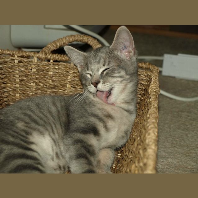 Photo of Chanel Kitten