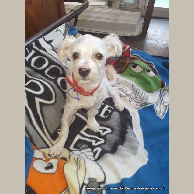 Photo of Bear ~ Maltese Boy, 4yo (Behavioural Hold)
