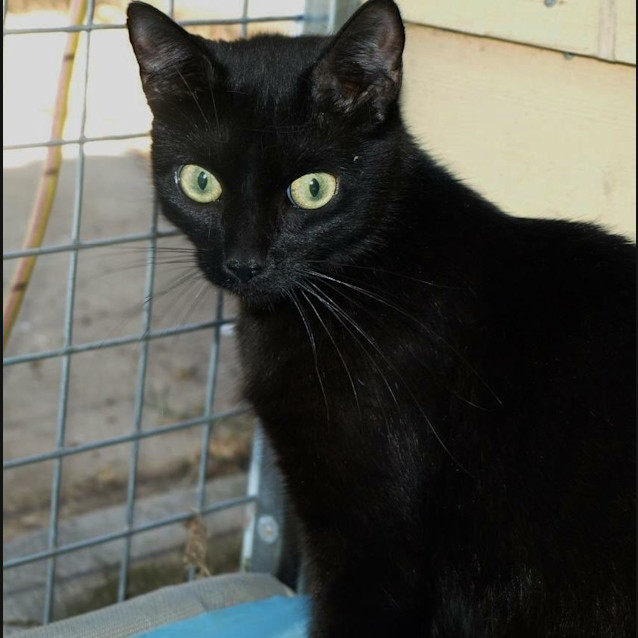 Photo of Alaska Adoption Fee $120