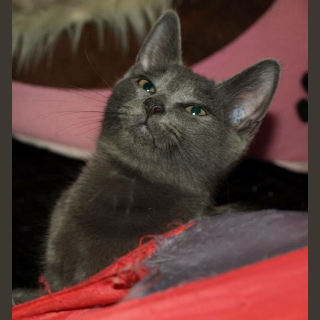 Photo of Gucci Kitten