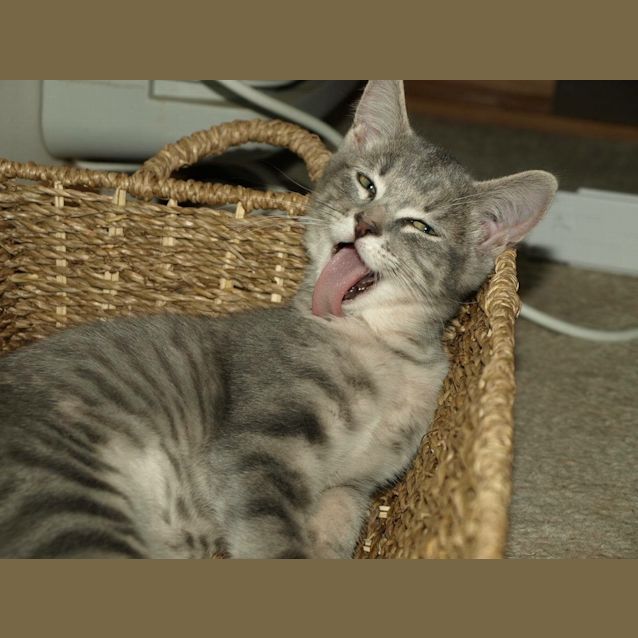 Photo of Chanel Kitten