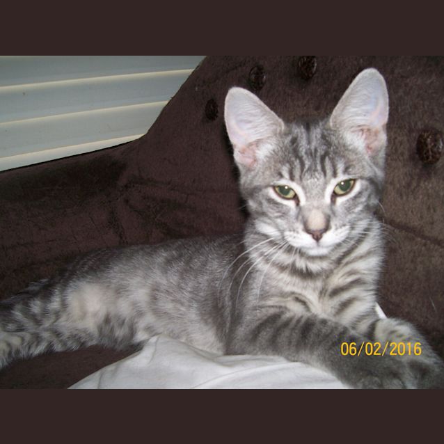 Photo of Grey Puff