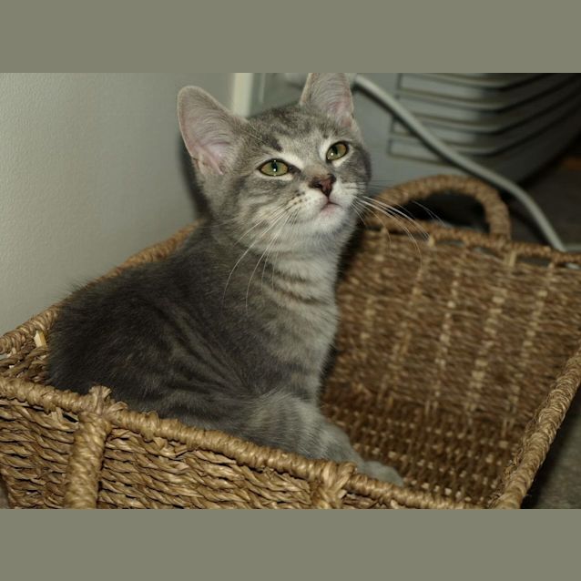 Photo of Chanel Kitten