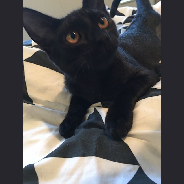 Photo of Frankie