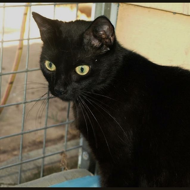 Photo of Alaska Adoption Fee $120