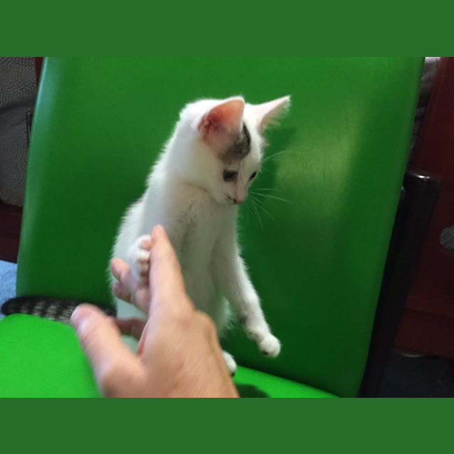 Photo of River Kitten