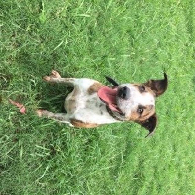 Photo of Pippa