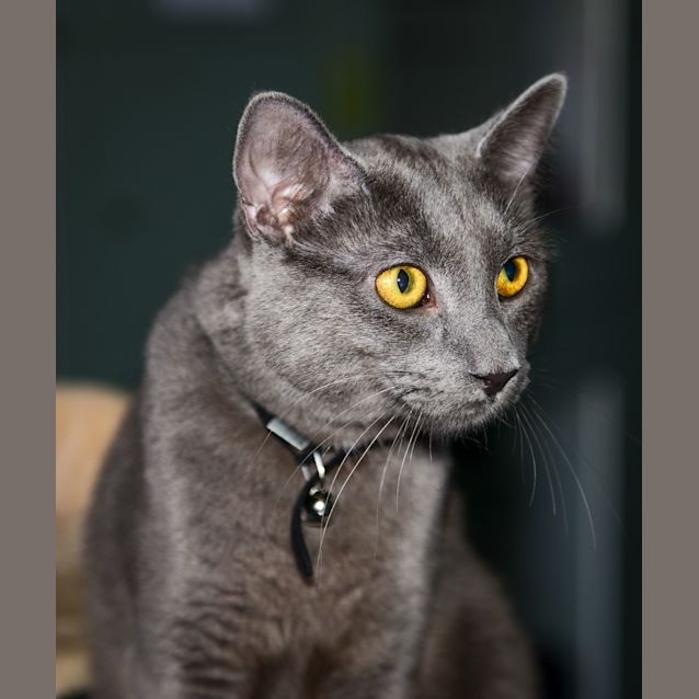 Photo of Nugget
