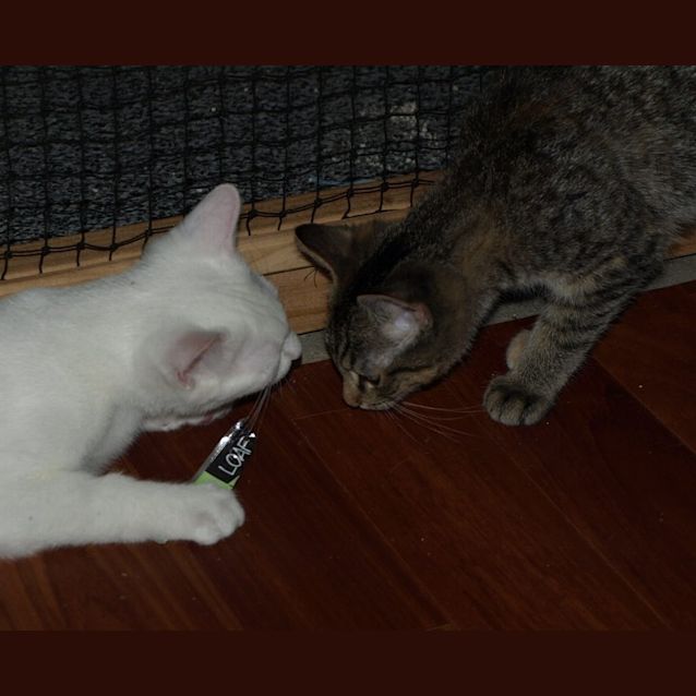 Photo of Curlea Kitten