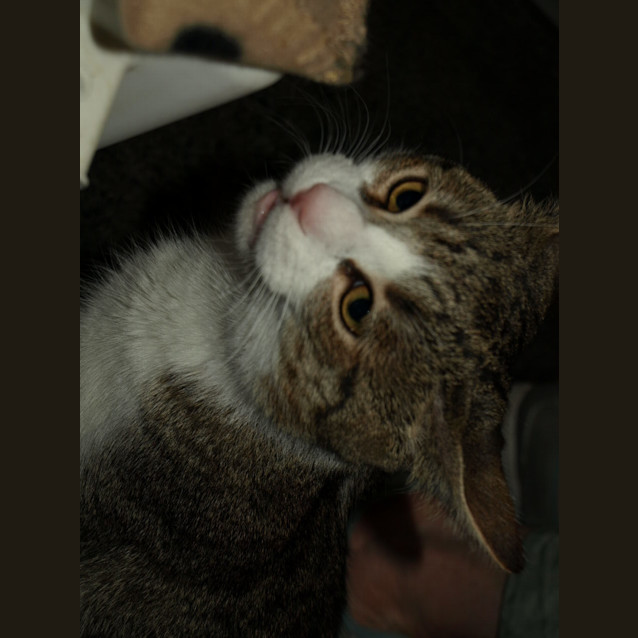 Photo of Bow Adoption Fee $120