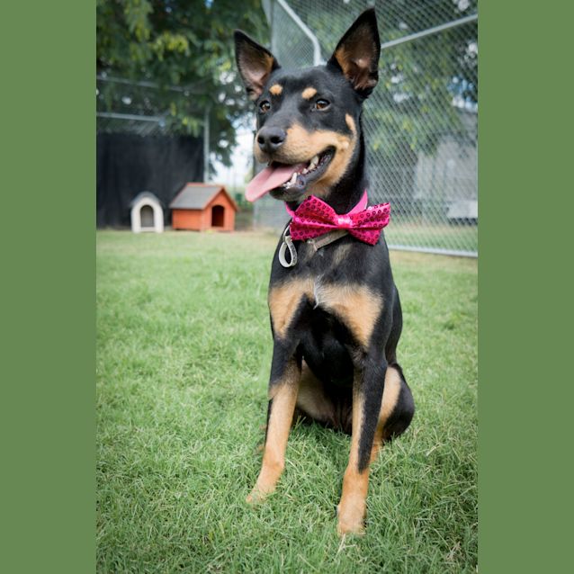 Photo of Pepper
