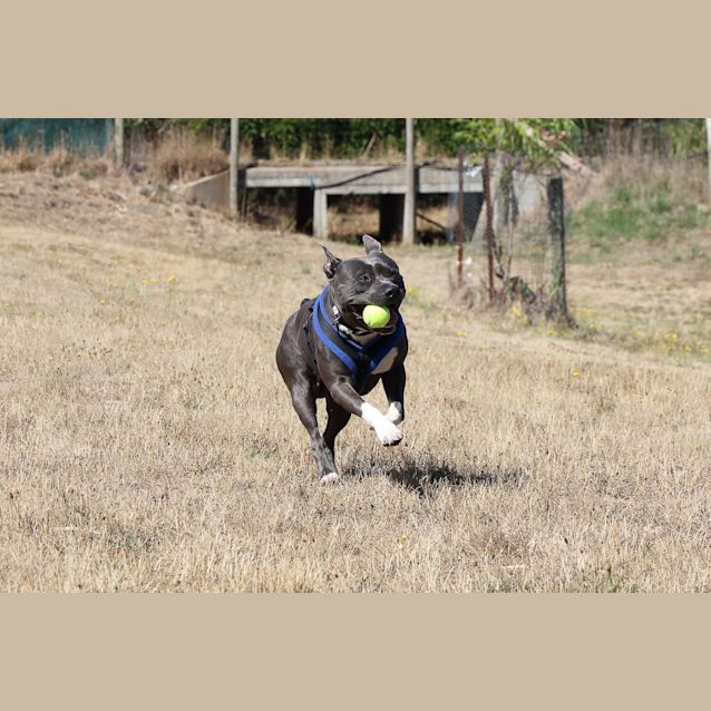 Photo of Blue Diesel