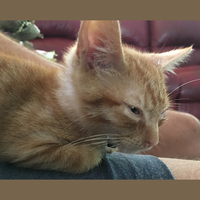 Photo of Ninja