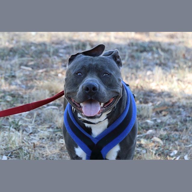 Photo of Blue Diesel