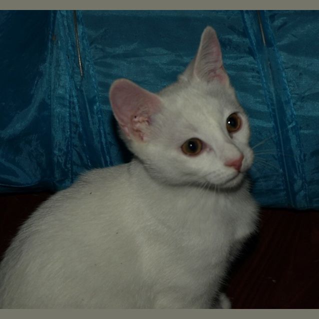 Photo of Curlea Kitten