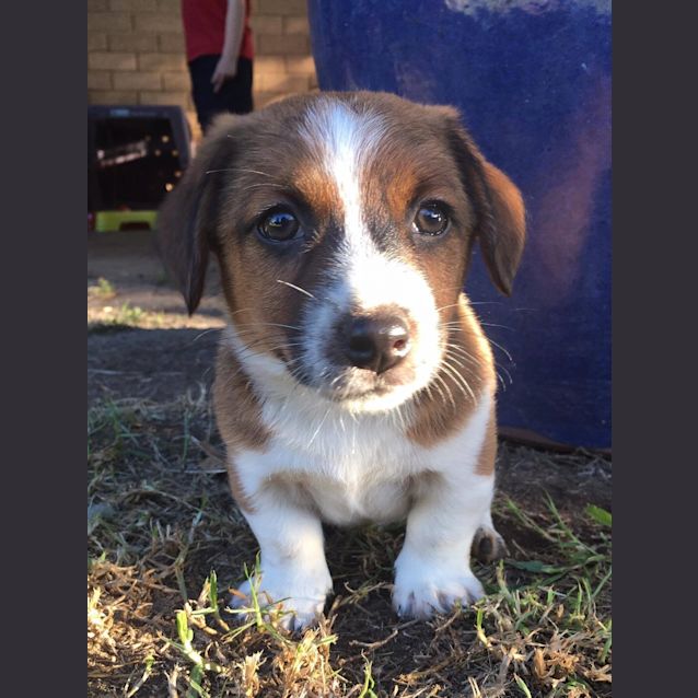 Photo of Bert