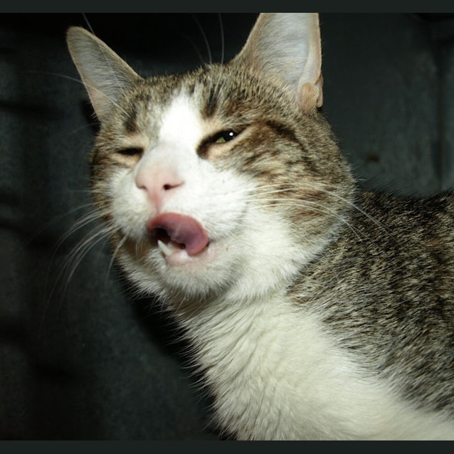 Photo of Bow Adoption Fee $120