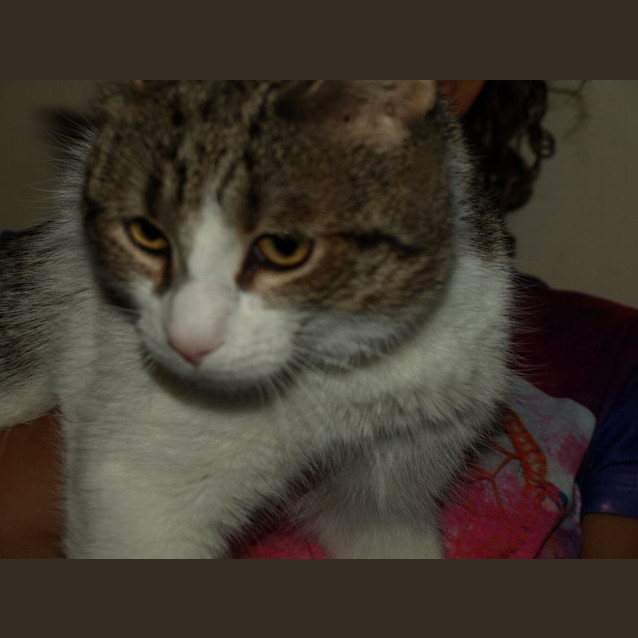 Photo of Bow Adoption Fee $120