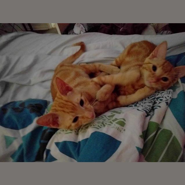 Photo of Peach 
