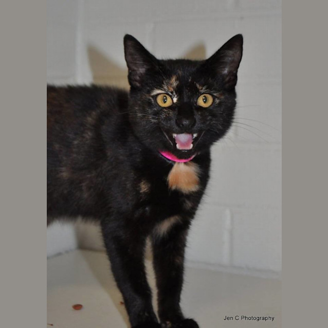 Photo of Marmion (0956)