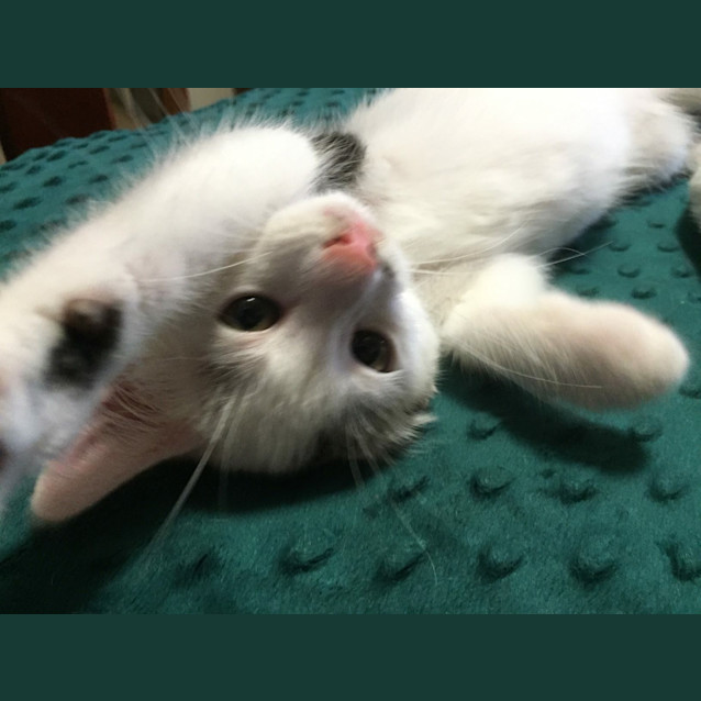 Photo of River Kitten