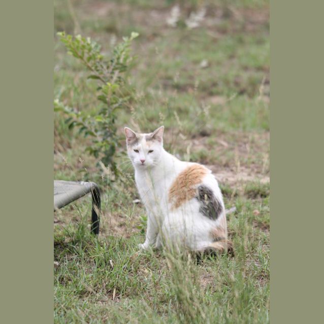 Photo of Mittens