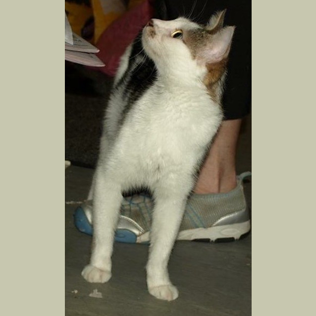 Photo of Polly Adoption Fee $120