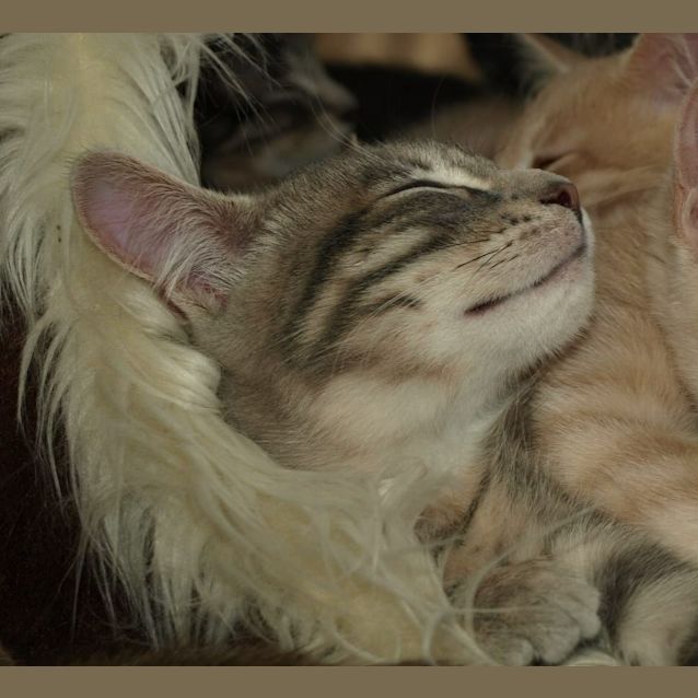 Photo of Oscar Kitten 