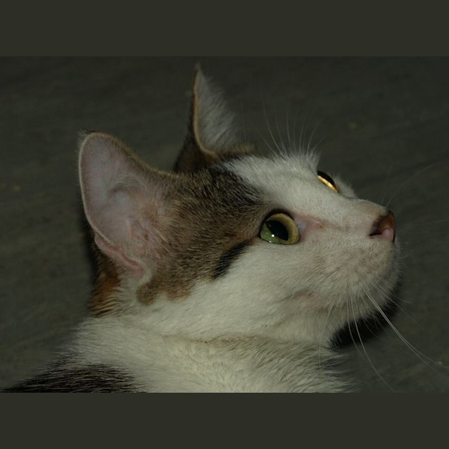 Photo of Polly Adoption Fee $120