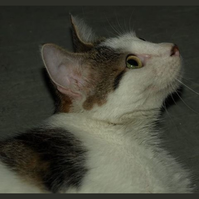 Photo of Polly Adoption Fee $120