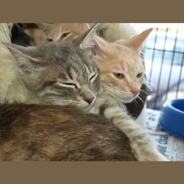 Photo of Oscar Kitten 