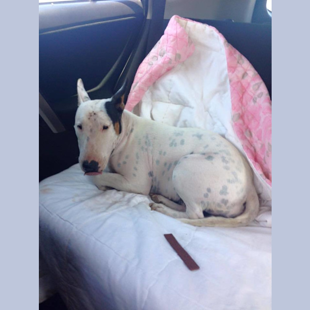 Photo of Tia (Needing Foster Care)